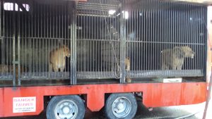 Parcours musique : CP et CE1-CE2