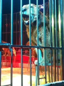 Parcours musique : CP et CE1-CE2